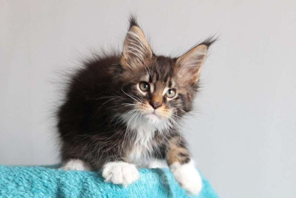 Кошки в Екатеринбурге: Котенок мейнкун из питомника РИЧКУН - Arhip Мальчик, 45 000 руб. - фото 9