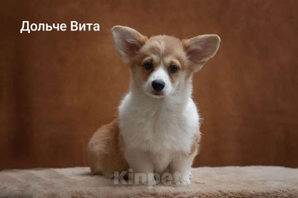 Собаки в Перми: Щенки вельш-корги Разнополые, 60 000 руб. - фото 3
