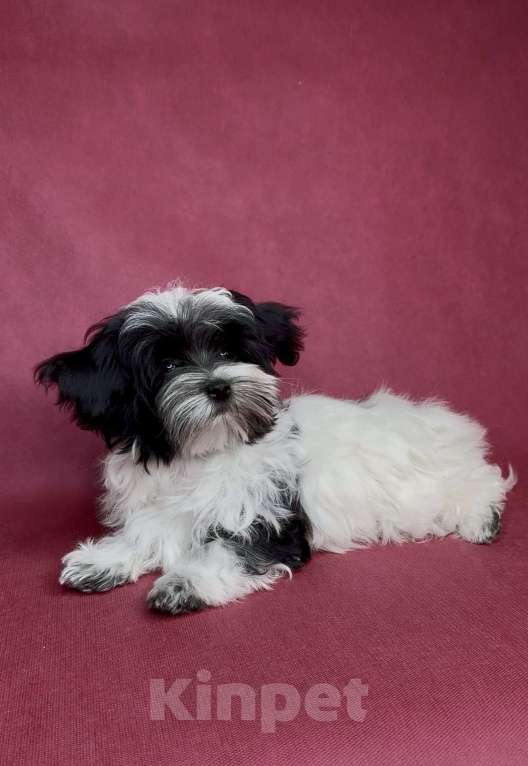 Собаки в Москве: Мальтипушка- минюшечная девочка.  Девочка, Бесплатно - фото 3