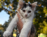 Кошки в Тамбове: Отдам котят в добрые руки Девочка, Бесплатно - фото 3