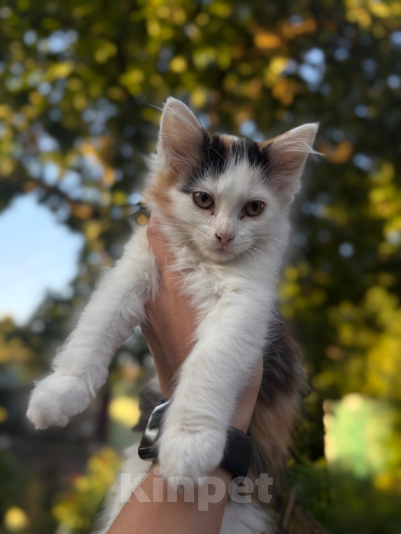 Кошки в Тамбове: Отдам котят в добрые руки Девочка, Бесплатно - фото 3