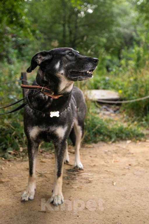 Собаки в Москве: Табити Девочка, Бесплатно - фото 16
