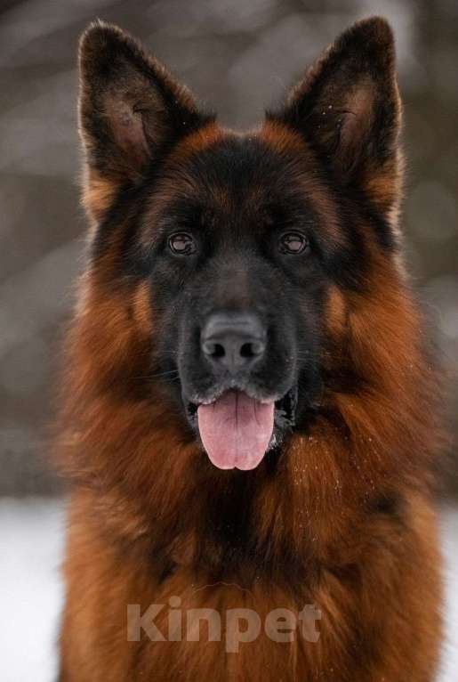 Собаки в Воронеже: Щенки немецкой овчарки Девочка, 80 000 руб. - фото 4