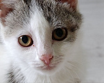 Кошки в Краснодаре: Котенок в добрые руки Девочка, Бесплатно - фото 4
