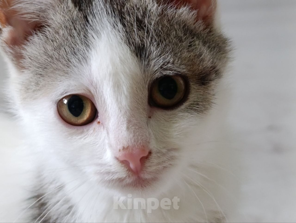 Кошки в Краснодаре: Котенок в добрые руки Девочка, Бесплатно - фото 4
