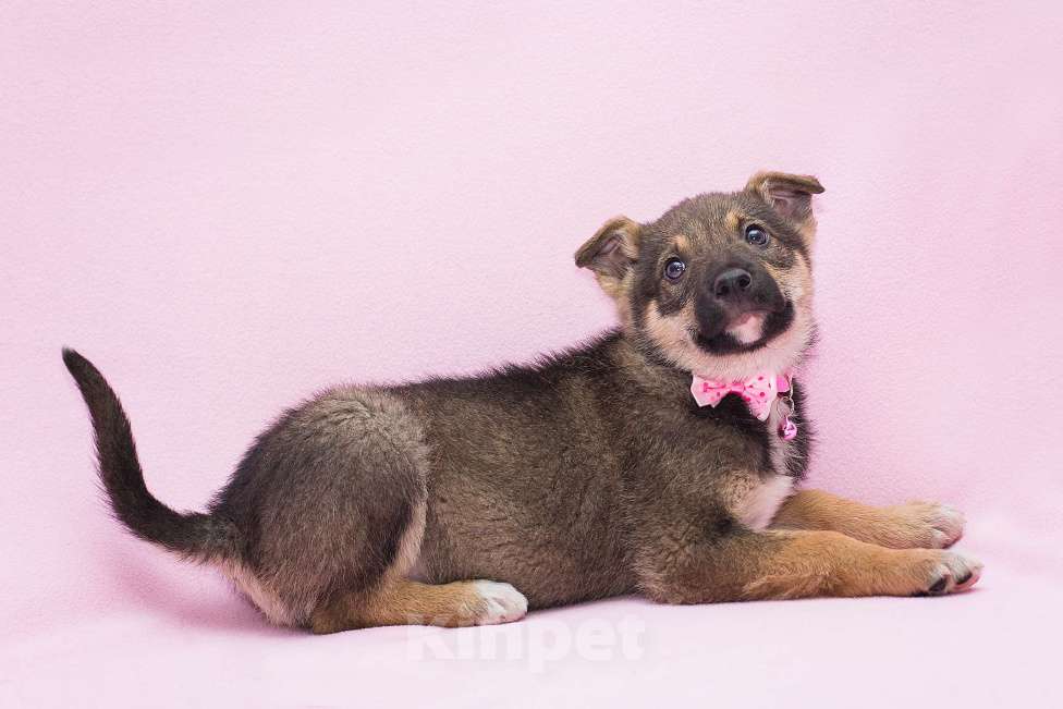 Собаки в Москве: Неужели никому не нужна такая красота? Девочка, Бесплатно - фото 2