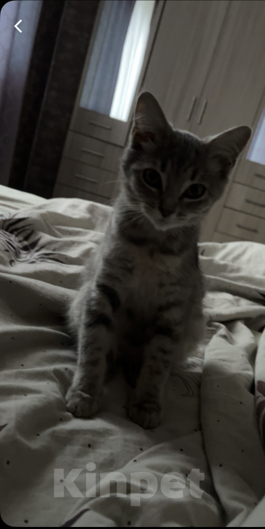 Кошки в Сельце: Кошка Девочка, Бесплатно - фото 1