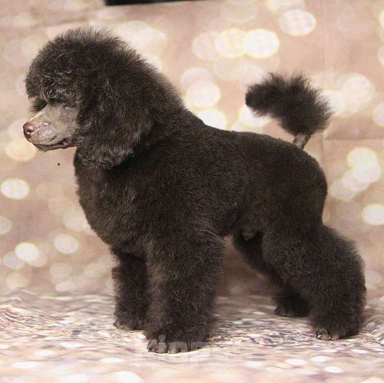 Собаки в Долгопрудном: Пуделя щенок миниатюрный коричневый мальчик Циклон Мальчик, 100 000 руб. - фото 1