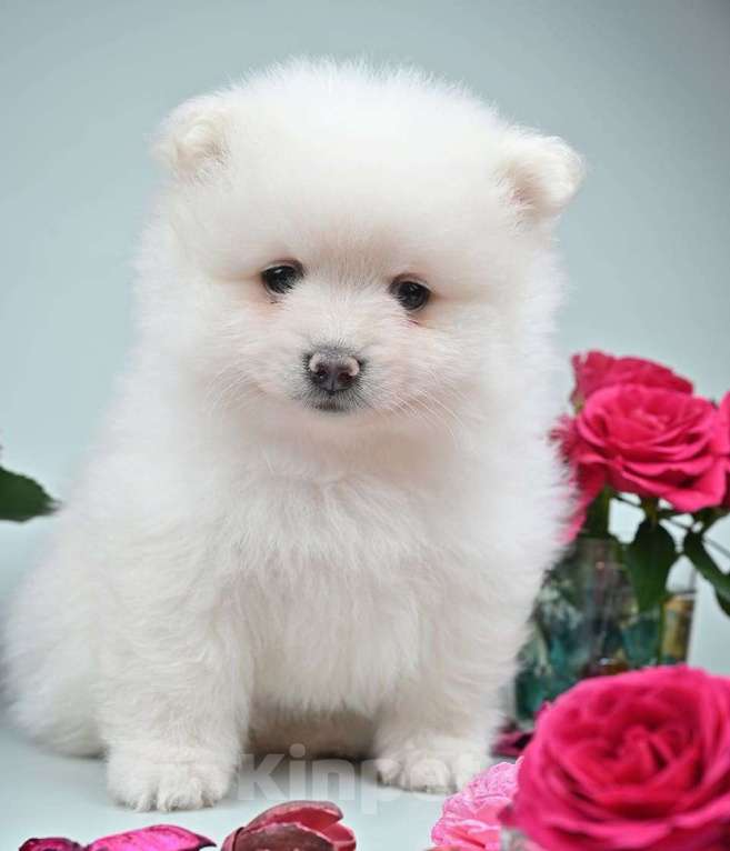 Собаки в Нижнем Новгороде: Щенок шпица Мальчик, 40 000 руб. - фото 6