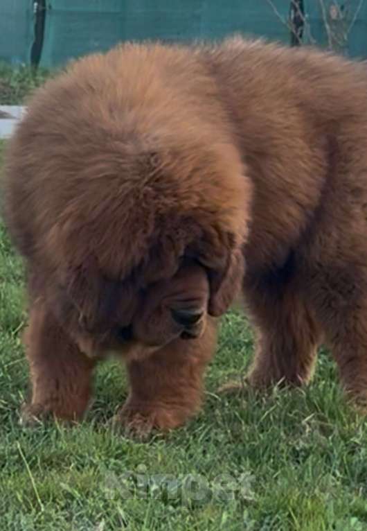 Собаки в Москве: Щенок Тибетского мастифа  Мальчик, 120 000 руб. - фото 5