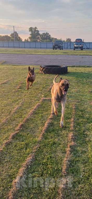 Собаки в других городах Калининградской области: Продам щенков бельгийской овчарки (маленуа) Мальчик, 20 000 руб. - фото 7