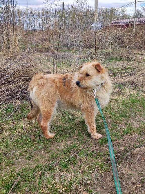 Собаки в Москве: Симпатичный бородатик Вульф всё ещё ждёт своего человека Мальчик, 10 руб. - фото 7
