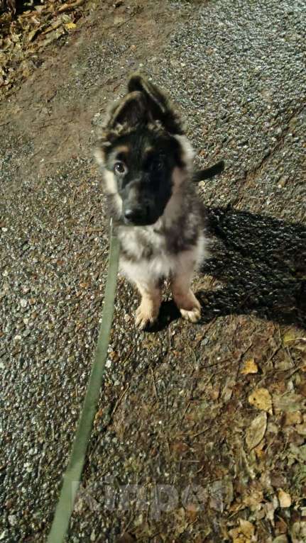 Собаки в Глазове: Щенок немецкой овчарки  Мальчик, 10 000 руб. - фото 3