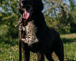Собаки в Химках: Активный пес Мальчик, Бесплатно - фото 2