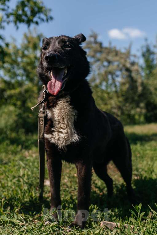 Собаки в Химках: Активный пес Мальчик, Бесплатно - фото 2