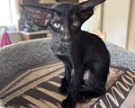 Кошки в Москве: Ориентальная черная девочка Девочка, Бесплатно - фото 4