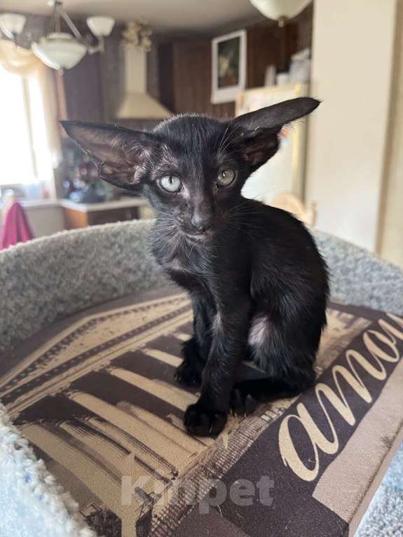 Кошки в Москве: Ориентальная черная девочка Девочка, Бесплатно - фото 4