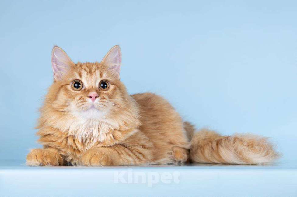 Кошки в Москве: Для рыжего пушистуна по имени Лютик ищем самые добрые руки.  Мальчик, Бесплатно - фото 5