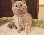 Кошки в Санкт-Петербурге: Очаровательный котенок фавн Девочка, 20 000 руб. - фото 2