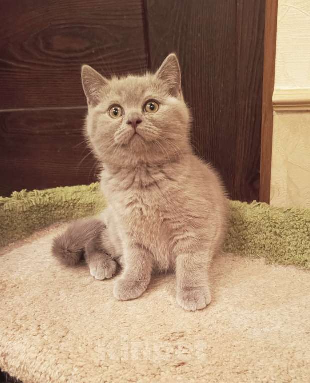 Кошки в Санкт-Петербурге: Очаровательный котенок фавн Девочка, 20 000 руб. - фото 2