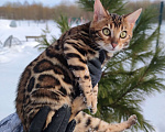 Кошки в Москве: Бенгальский котик Грей Мальчик, 50 000 руб. - фото 2