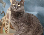 Кошки в Москве: Кошка Дымка ищет дом Девочка, Бесплатно - фото 3