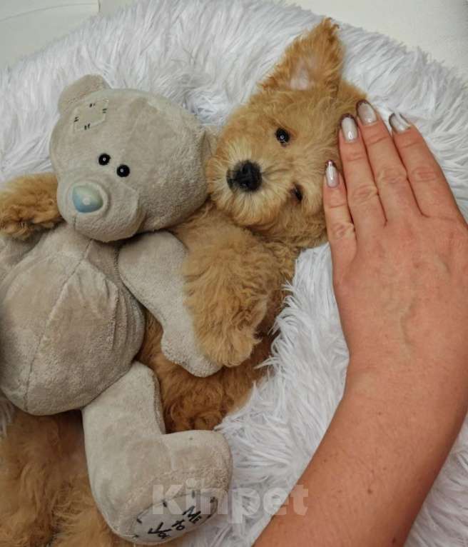 Собаки в Москве: Мальтипу Тедди девочка  Девочка, 110 000 руб. - фото 1