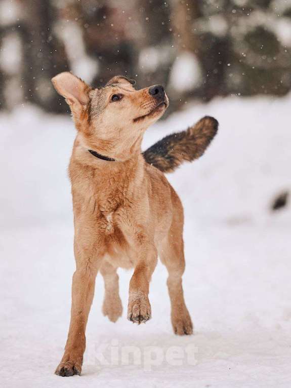 Собаки в Наро-Фоминске: Ярик якутенок Мальчик, Бесплатно - фото 6