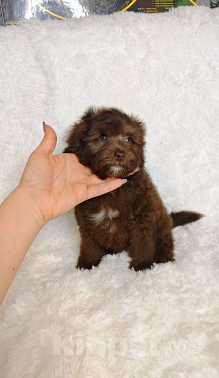 Собаки в Москве: Мальтипу мальчик  Мальчик, 89 900 руб. - фото 3