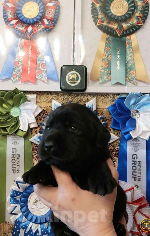 Собаки в Саратове: Щенки лабрадора-ретривера Девочка, 30 000 руб. - фото 3