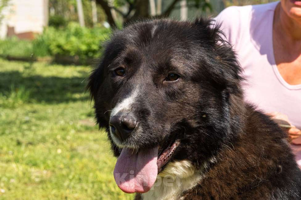 Собаки в Серпухове: Очень хочу домой Девочка, Бесплатно - фото 5