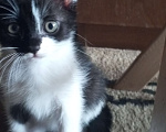 Кошки в Новочеркасске: Отдам котят бесплатно Девочка, Бесплатно - фото 2