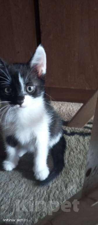 Кошки в Новочеркасске: Отдам котят бесплатно Девочка, Бесплатно - фото 2