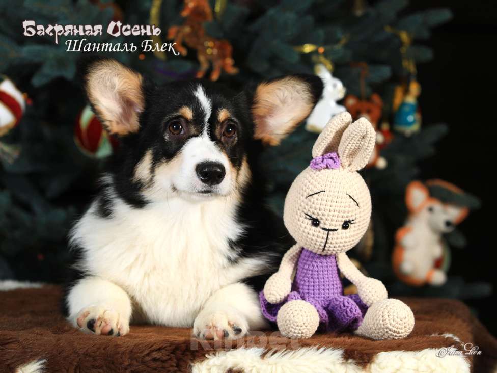 Собаки в других городах Московской области: Щенки вельш корги пемброк Девочка, 70 000 руб. - фото 5