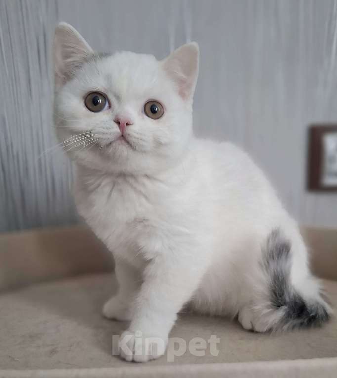 Кошки в Ярославле: Шотландский короткошерстный мальчик Мальчик, 25 000 руб. - фото 5