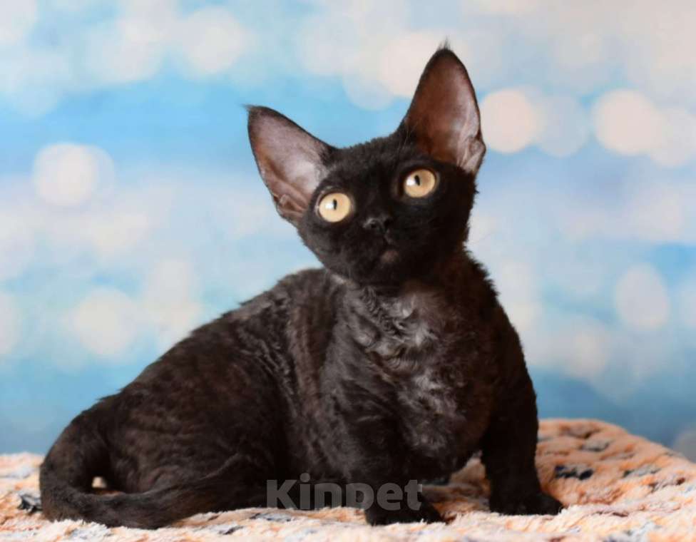 Кошки в Москве: Девочка редкой породы Девочка, 100 000 руб. - фото 2