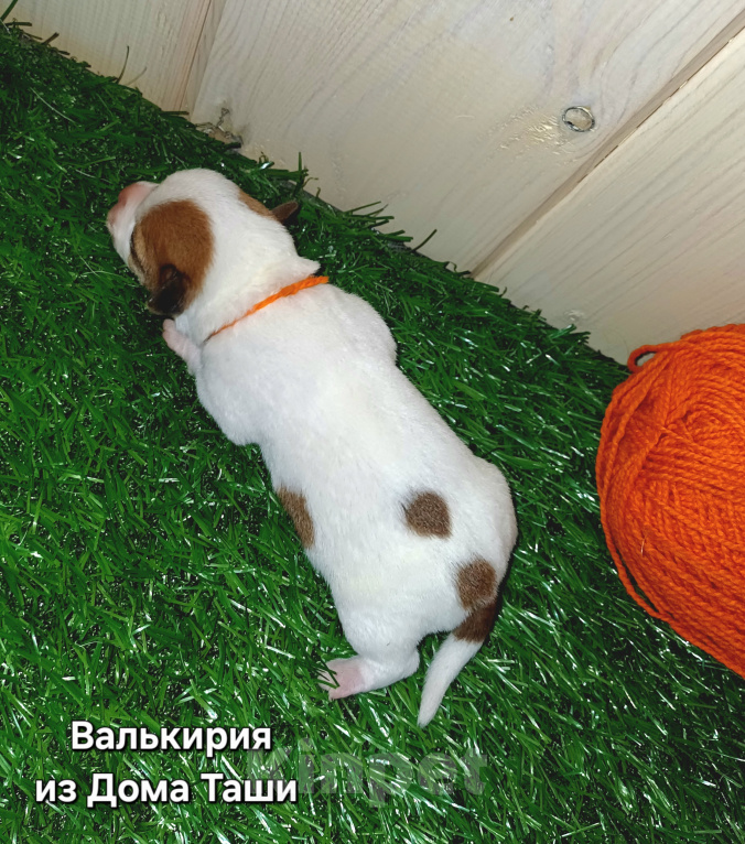 Собаки в Сургуте: Джек рассел девочка Девочка, Бесплатно - фото 2