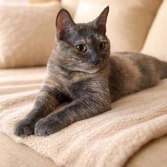 необычная клякса в поисках семьи