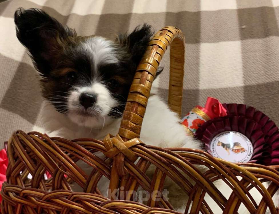 Собаки в Кириши: Щенок папийона Мальчик, Бесплатно - фото 4