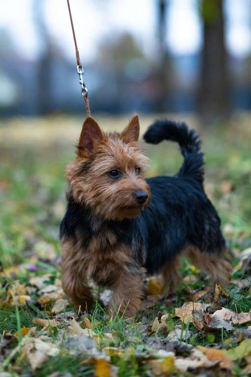 Собаки в Москве: девочка редкой породы Австралийский терьер Девочка, 80 000 руб. - фото 1