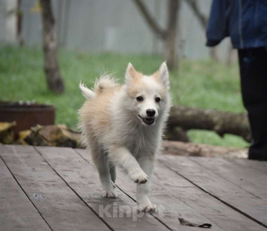Собаки в Москве: Ненецкая оленегонная лайка, кобель Жиган. Мальчик, 60 000 руб. - фото 8
