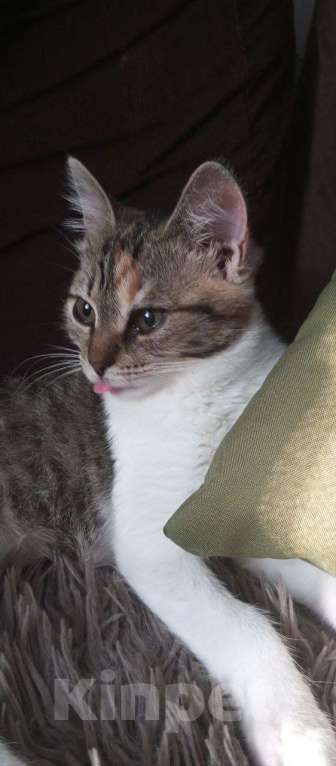 Кошки в других городах Московской области: Лилия в добрые руки Девочка, Бесплатно - фото 2