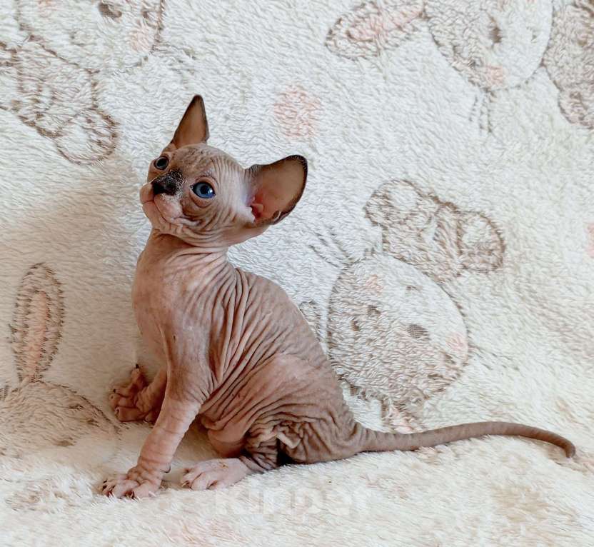 Кошки в Санкт-Петербурге: Котята канадского сфинкса Девочка, Бесплатно - фото 2