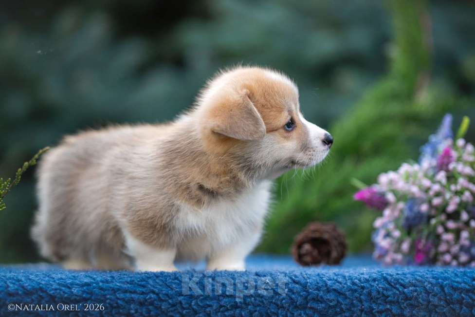 Собаки в Краснодаре: Породный щенок вельш корги пемброк мальчик Мальчик, Бесплатно - фото 3