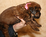 Собаки в Екатеринбурге: щенок Тибетского Мастифа Девочка, 120 000 руб. - фото 2