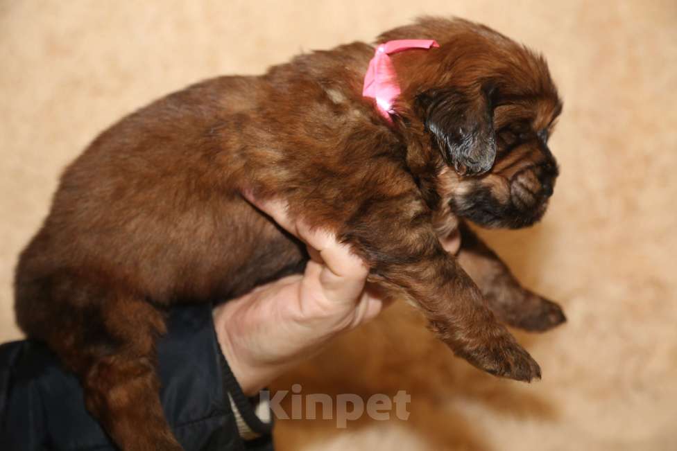 Собаки в Екатеринбурге: щенок Тибетского Мастифа Девочка, 120 000 руб. - фото 2