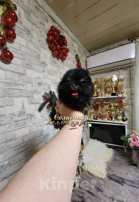 Собаки в Москве: Шпиц померанский в медвежьем типе мальчик из племенного питомника Мальчик, Бесплатно - фото 1