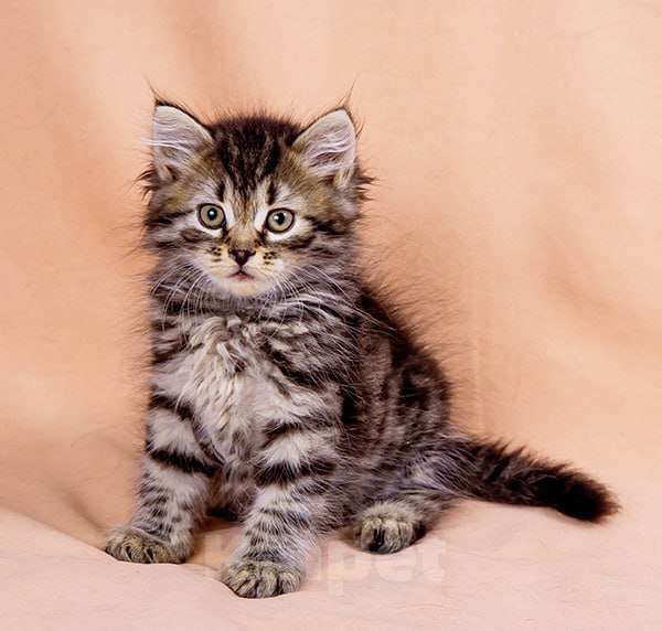 Кошки в Москве: Сибирский котенок Бантик Мальчик, 60 000 руб. - фото 2