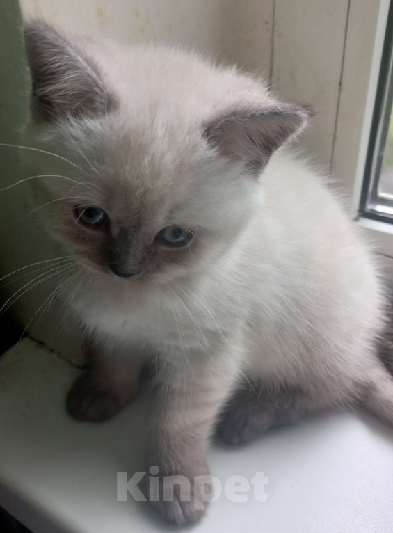 Кошки в Москве: Шотландская девочка колор-поинт с документами Девочка, 20 000 руб. - фото 3