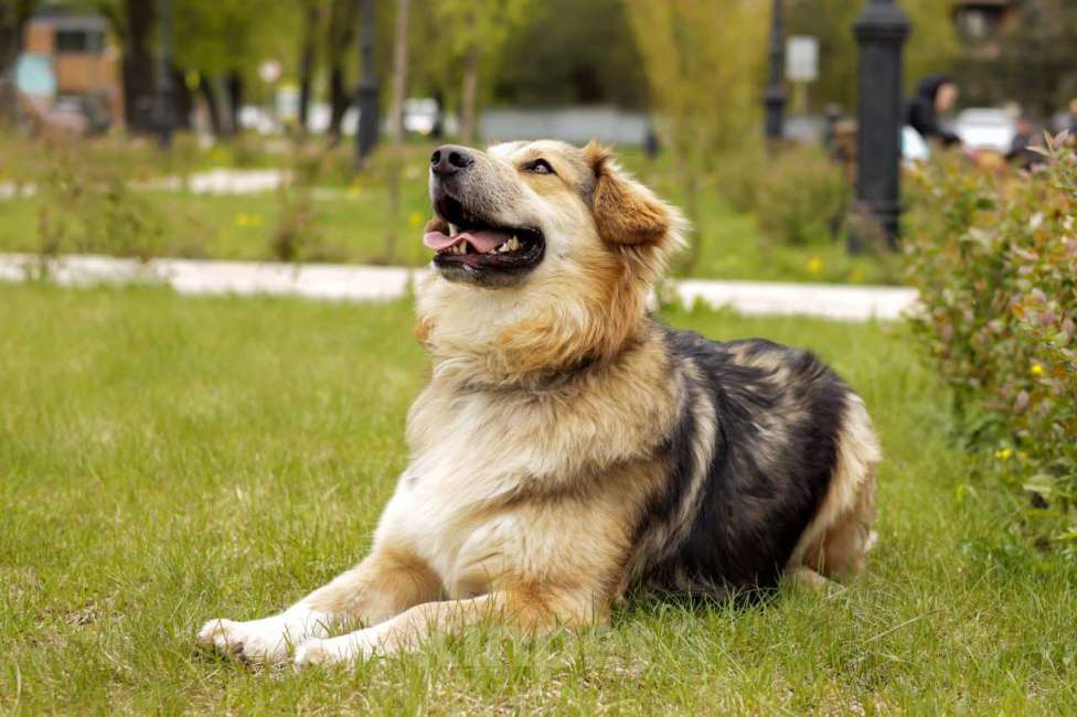 Собаки в Балашихе: Пушистая красотка Паппи в поиске дома Девочка, Бесплатно - фото 6